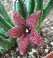 Stapelia olivacea